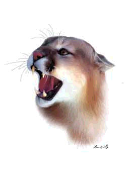 Fearsome Cougar