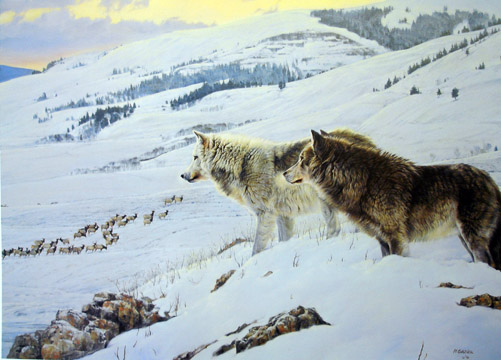 Nancy Glazier Prey for the predator - wolves